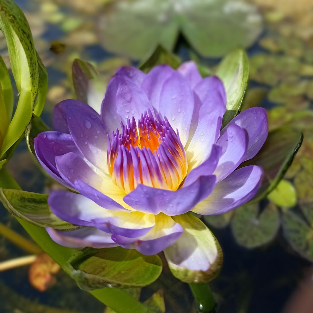 Nangkhwang Blue Buy water lily in India Lilypond Store