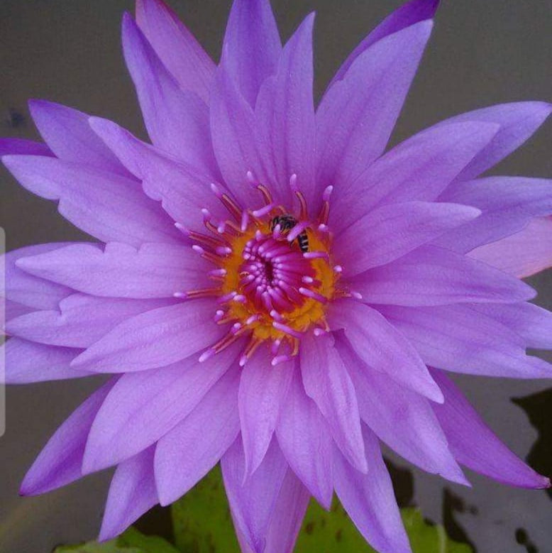 Dr. Giani Buy water lily in India Lilypond Store