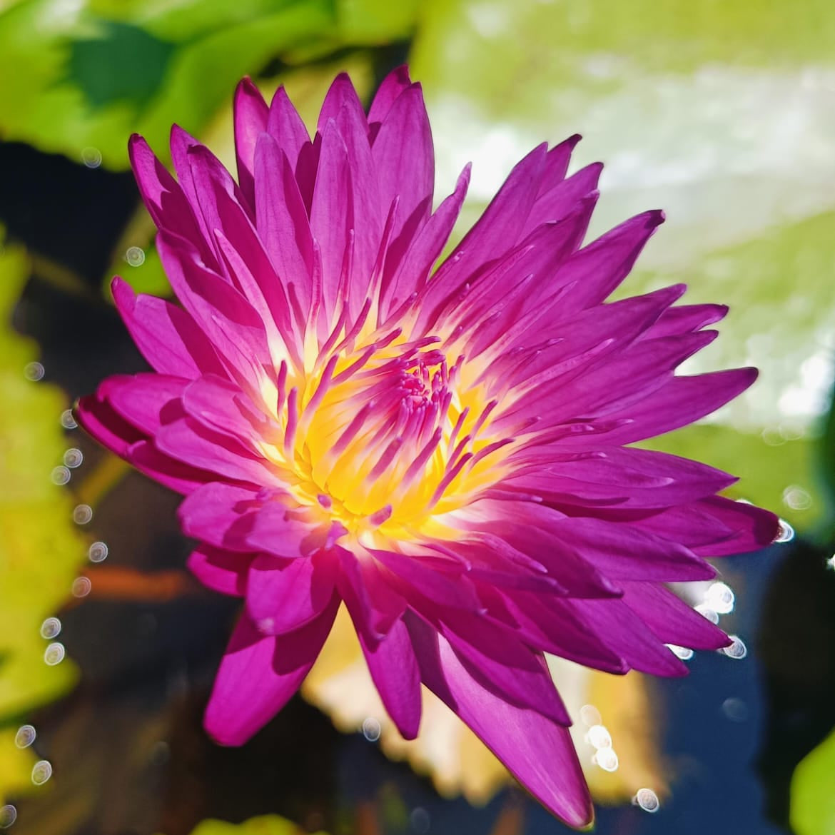Indian Pink Buy water lily in India Lilypond Store