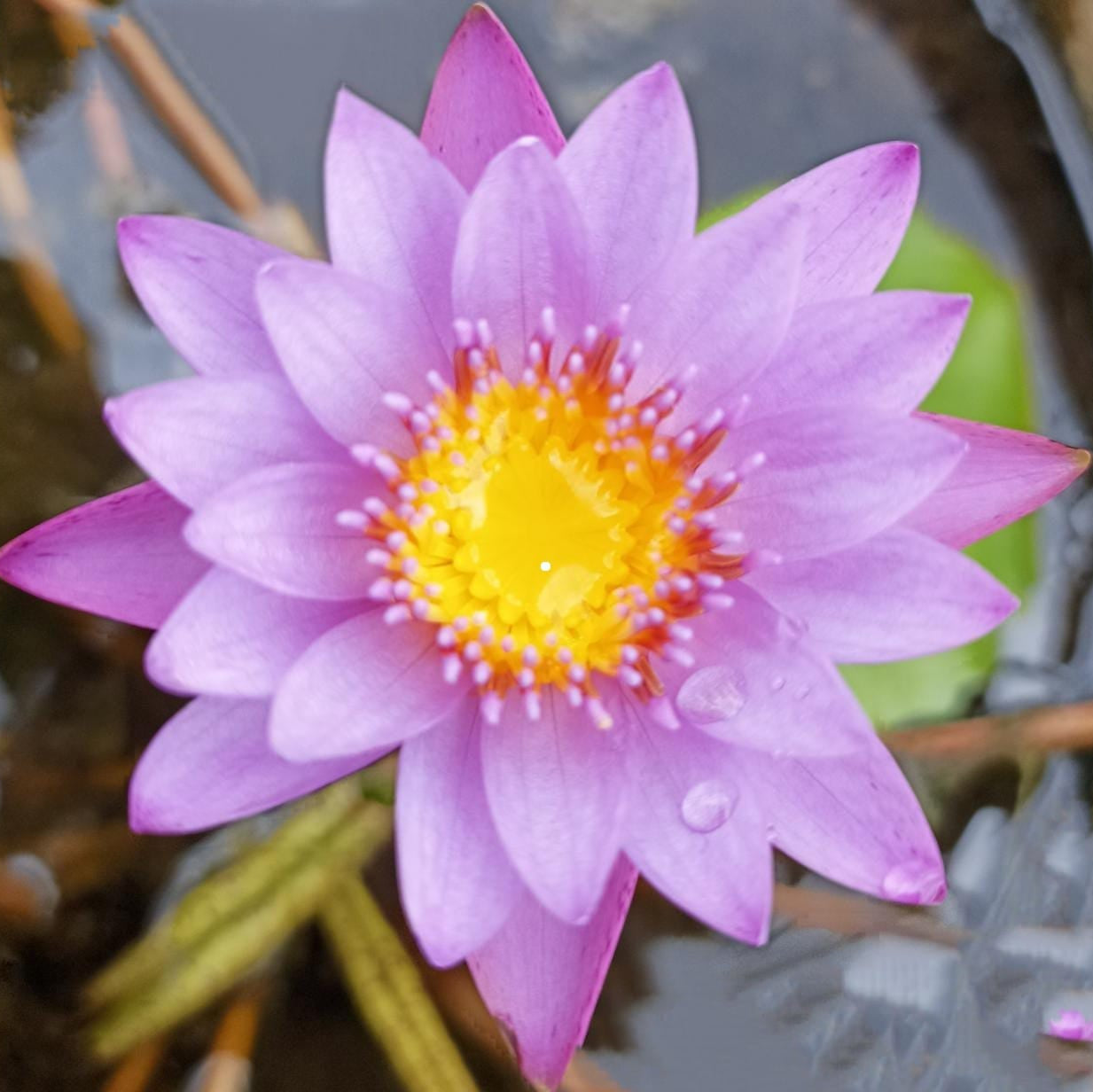 Key Largo Buy water lily in India Lilypond Store