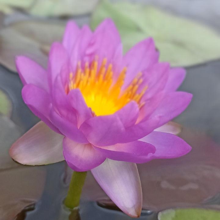Siam Purple 2 Buy water lily in India Lilypond Store