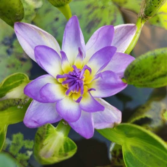 Purple Nangkwang Buy water lily in India Lilypond Store