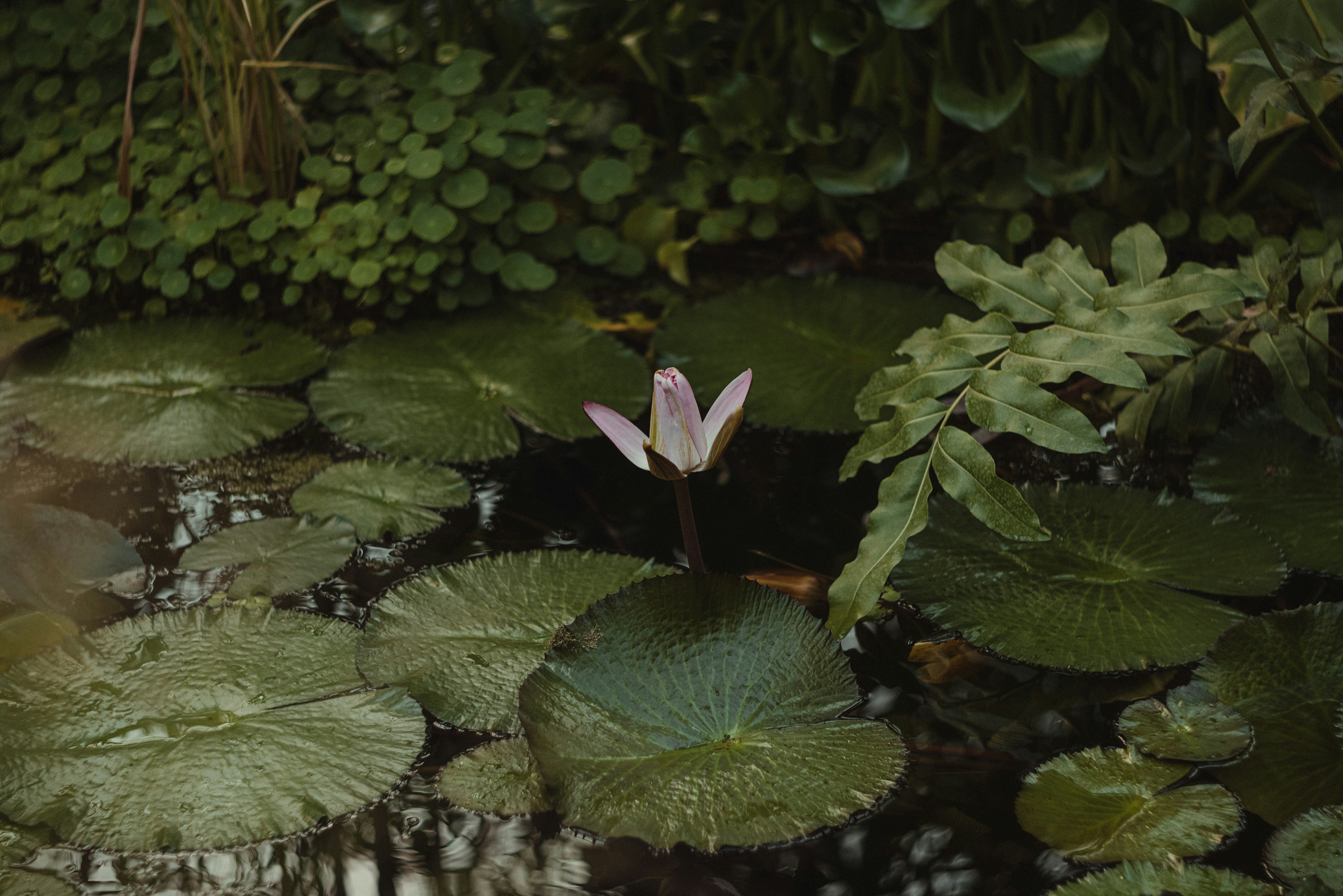 Why Lotus and Night Bloomers Are the Stars of Any Water Garden