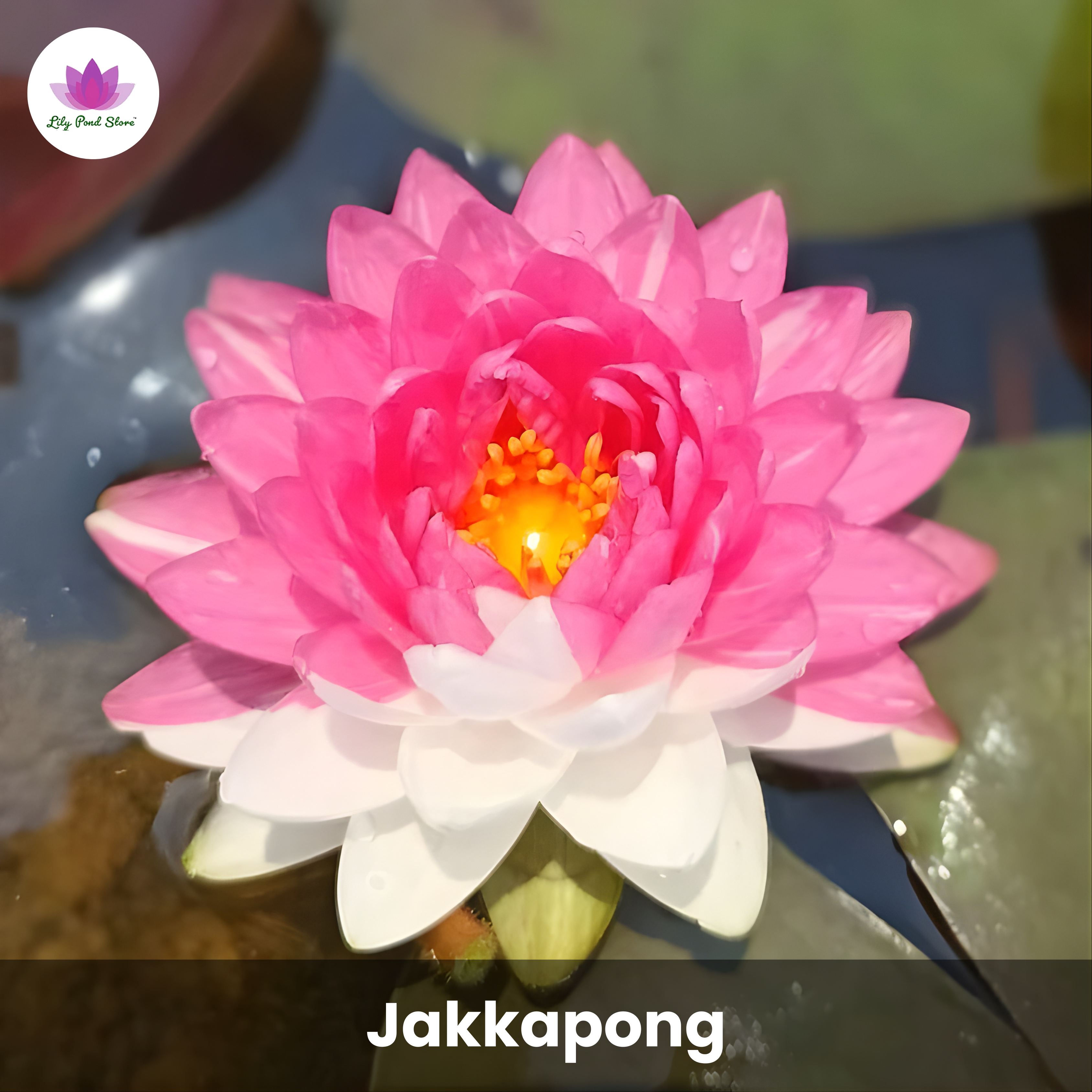 Big Winter Waterlily Offer