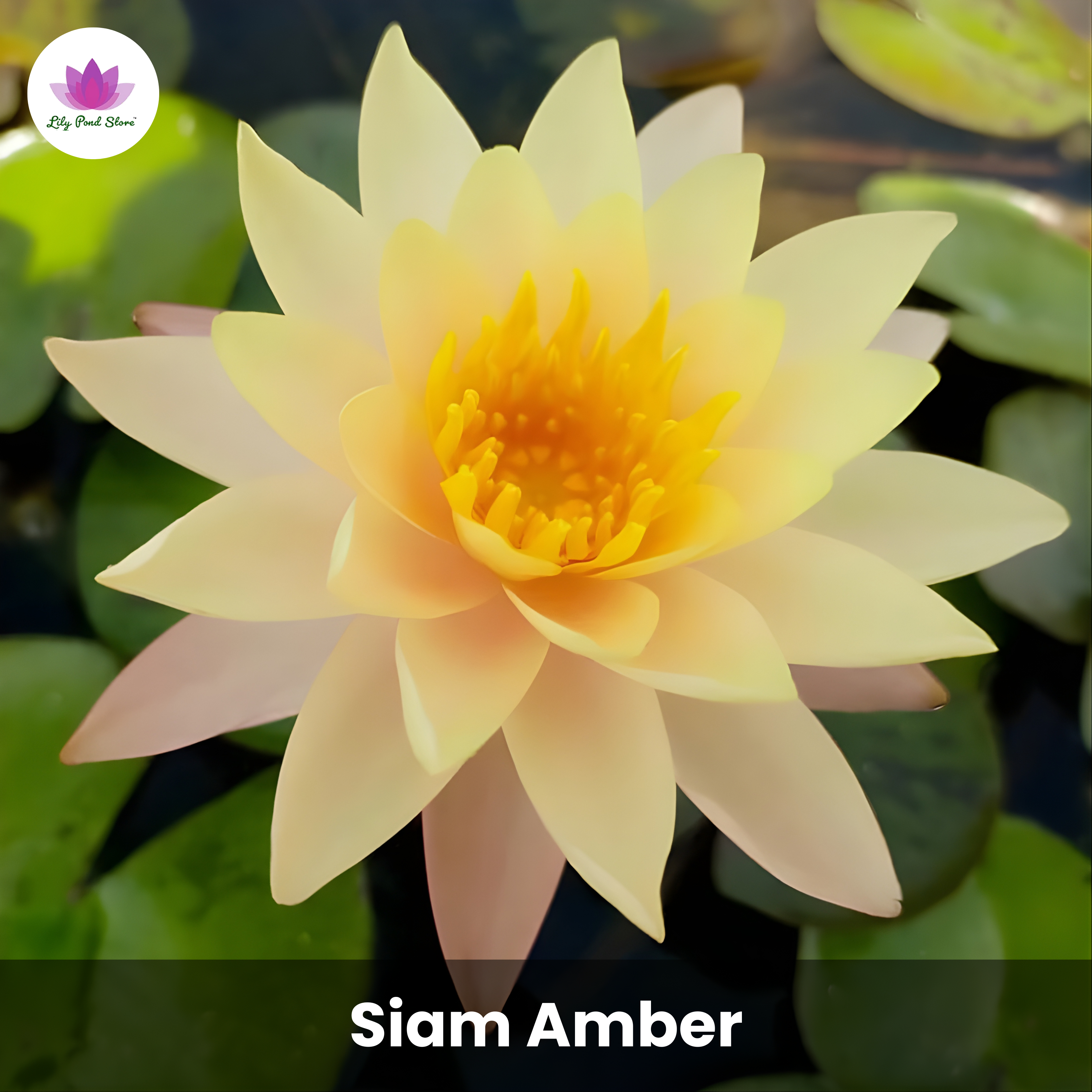 Big Winter Waterlily Offer