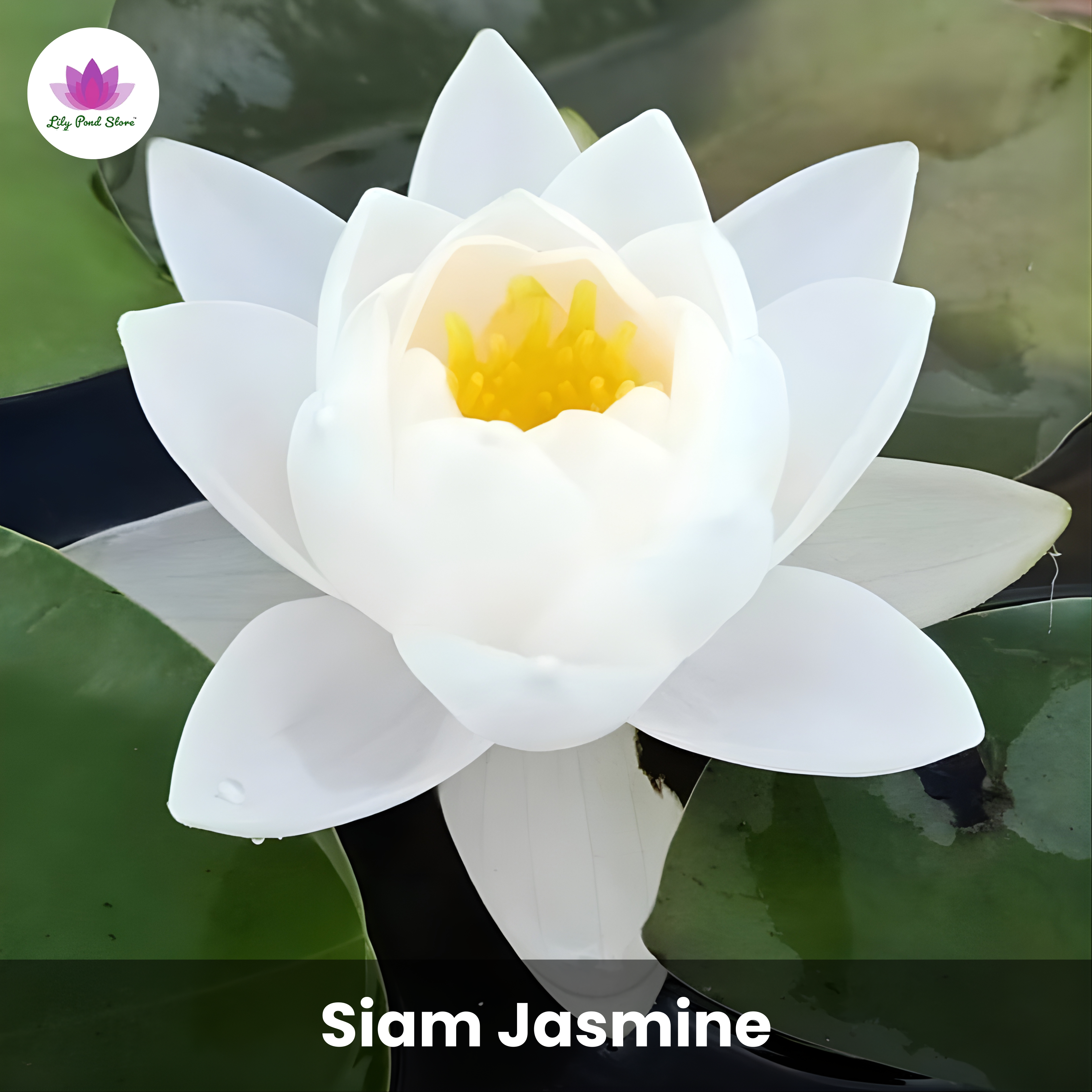 Big Winter Waterlily Offer