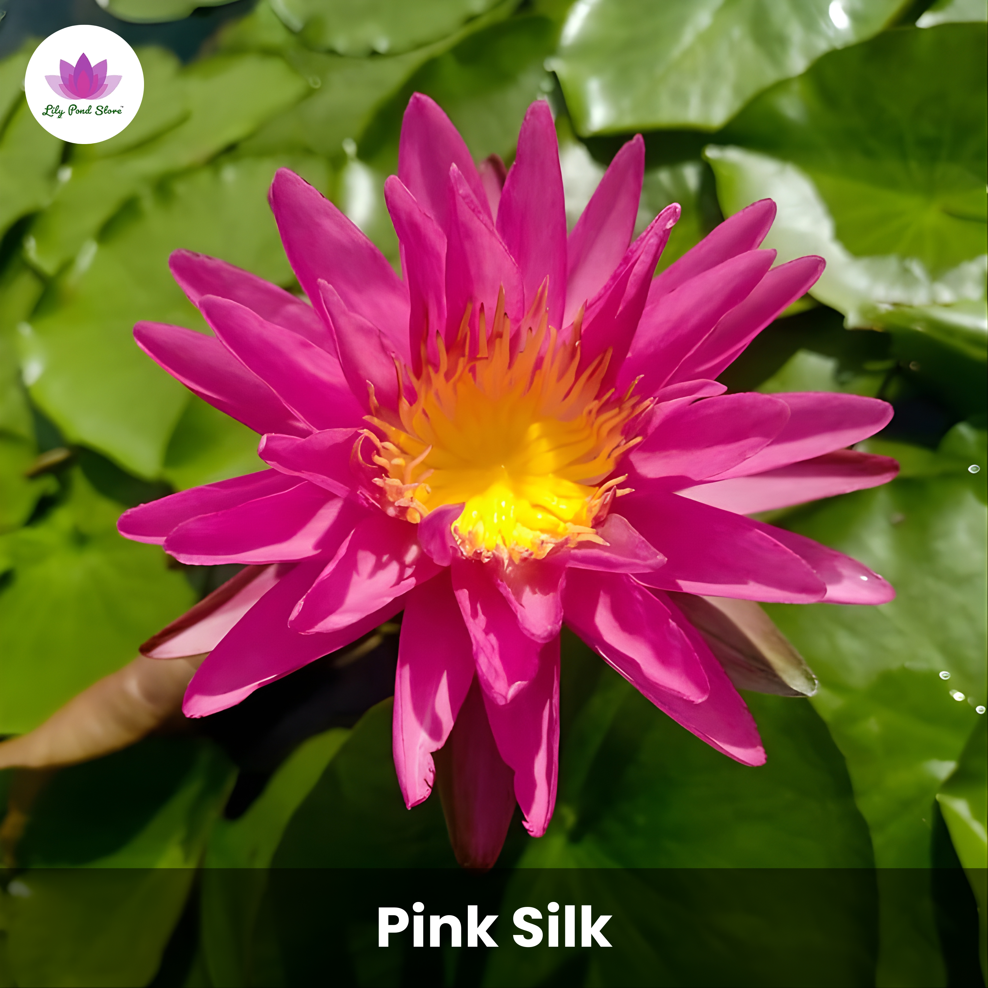 Big Winter Waterlily Offer