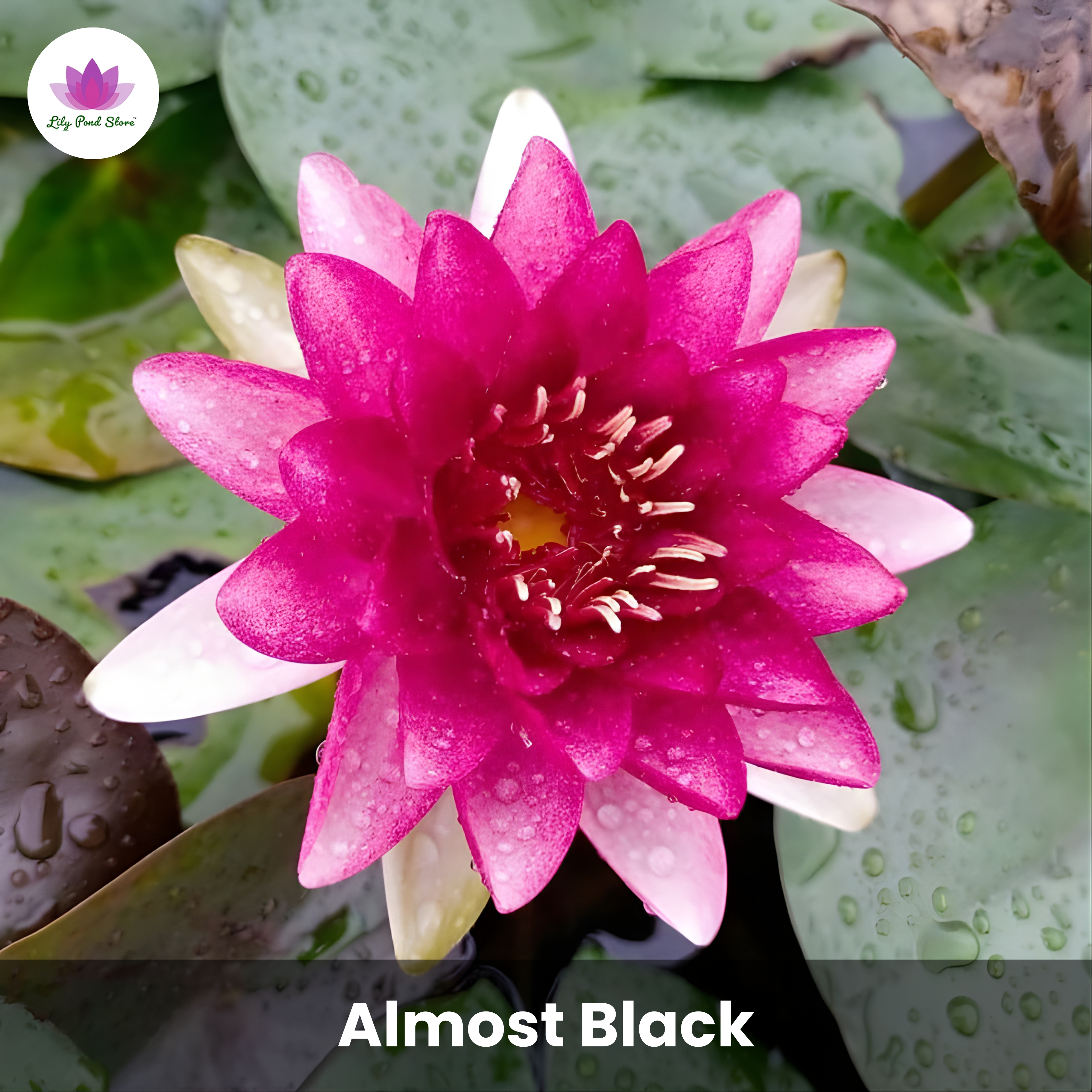 Big Winter Waterlily Offer