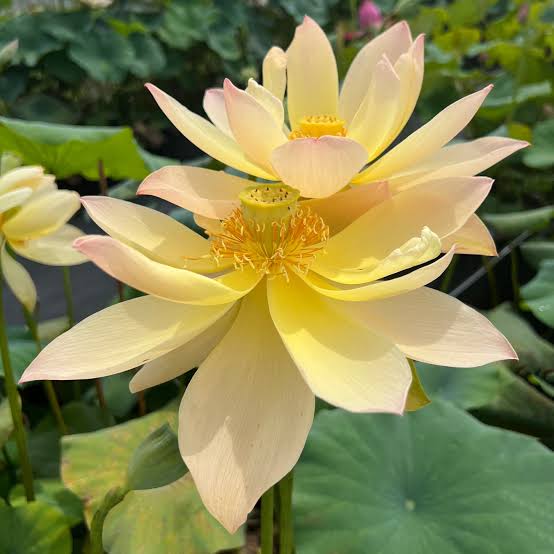 Golden sunset-Lotus