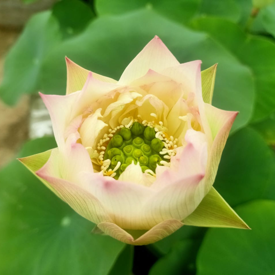 Laung Kanchana-Lotus