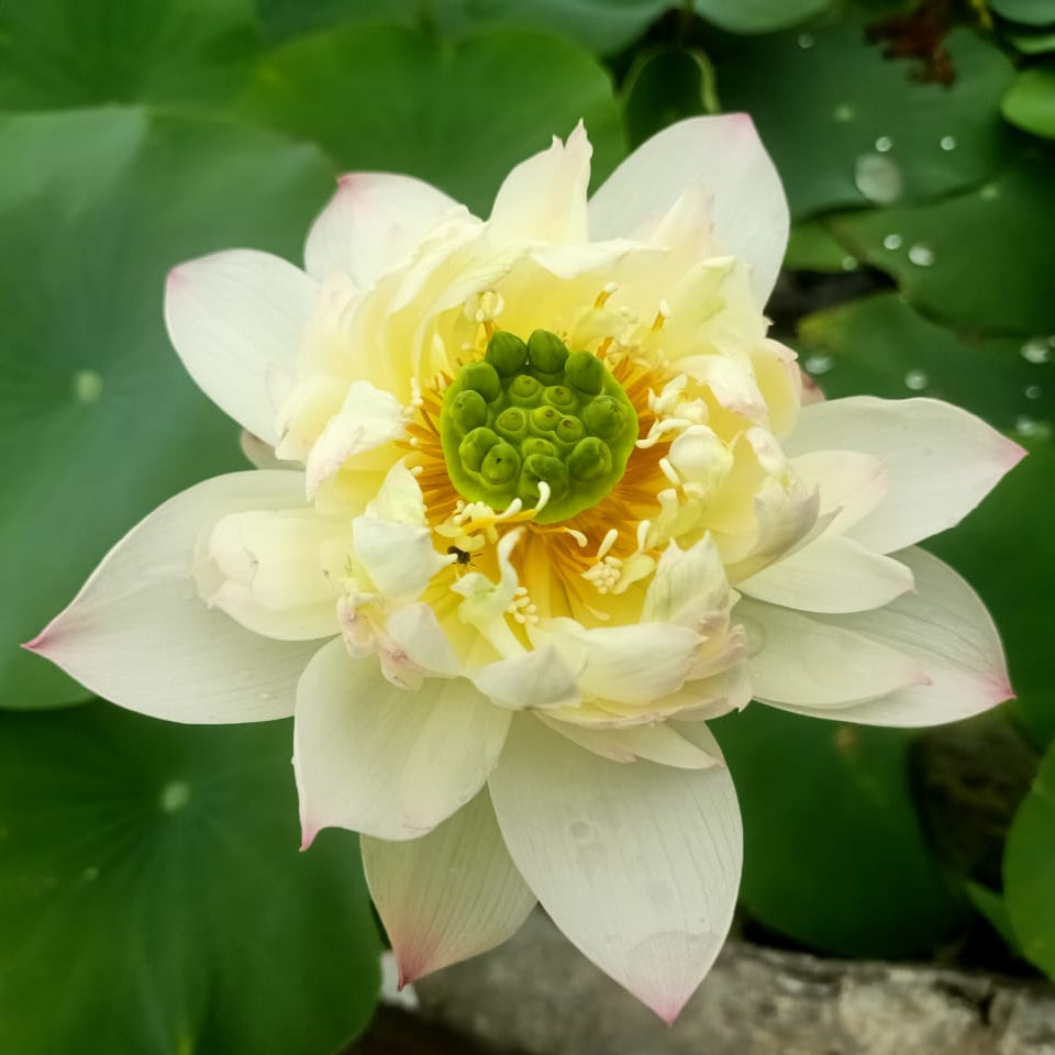 Laung Kanchana-Lotus