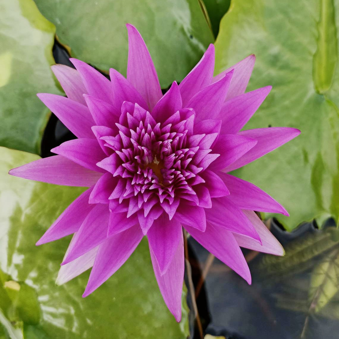 Pink King of Siam