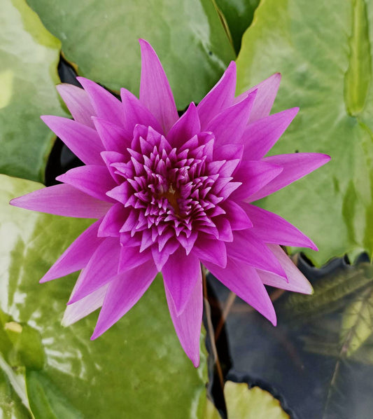 Pink King of Siam