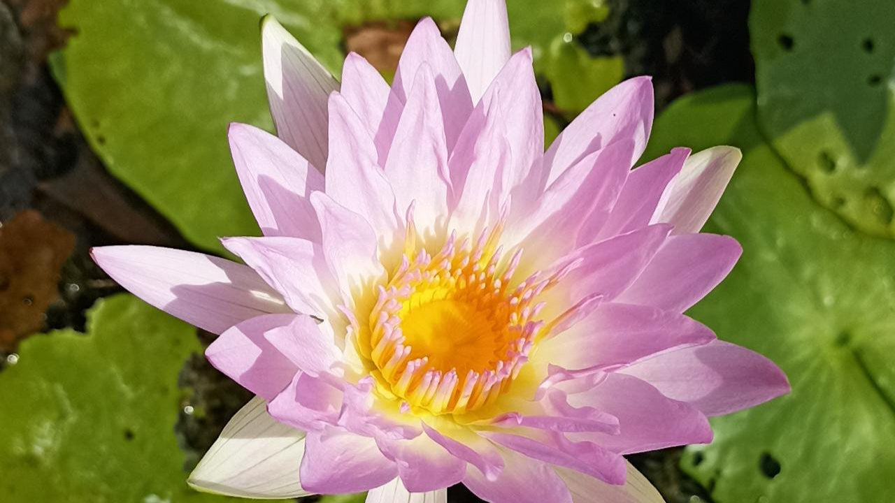 Pink Pearl