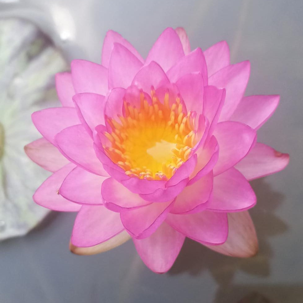 Sumanee