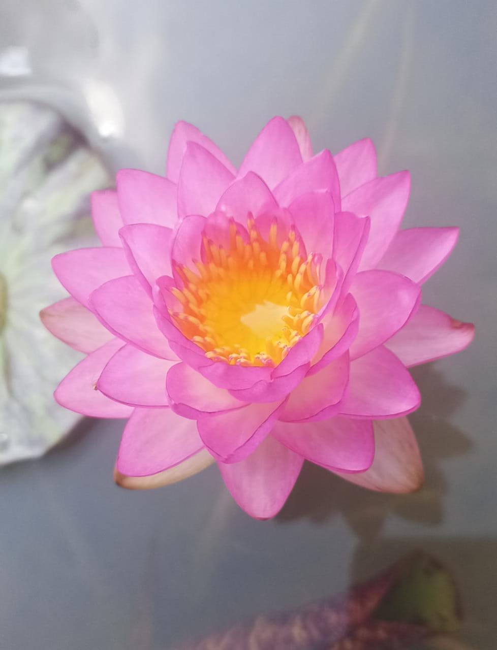 Sumanee