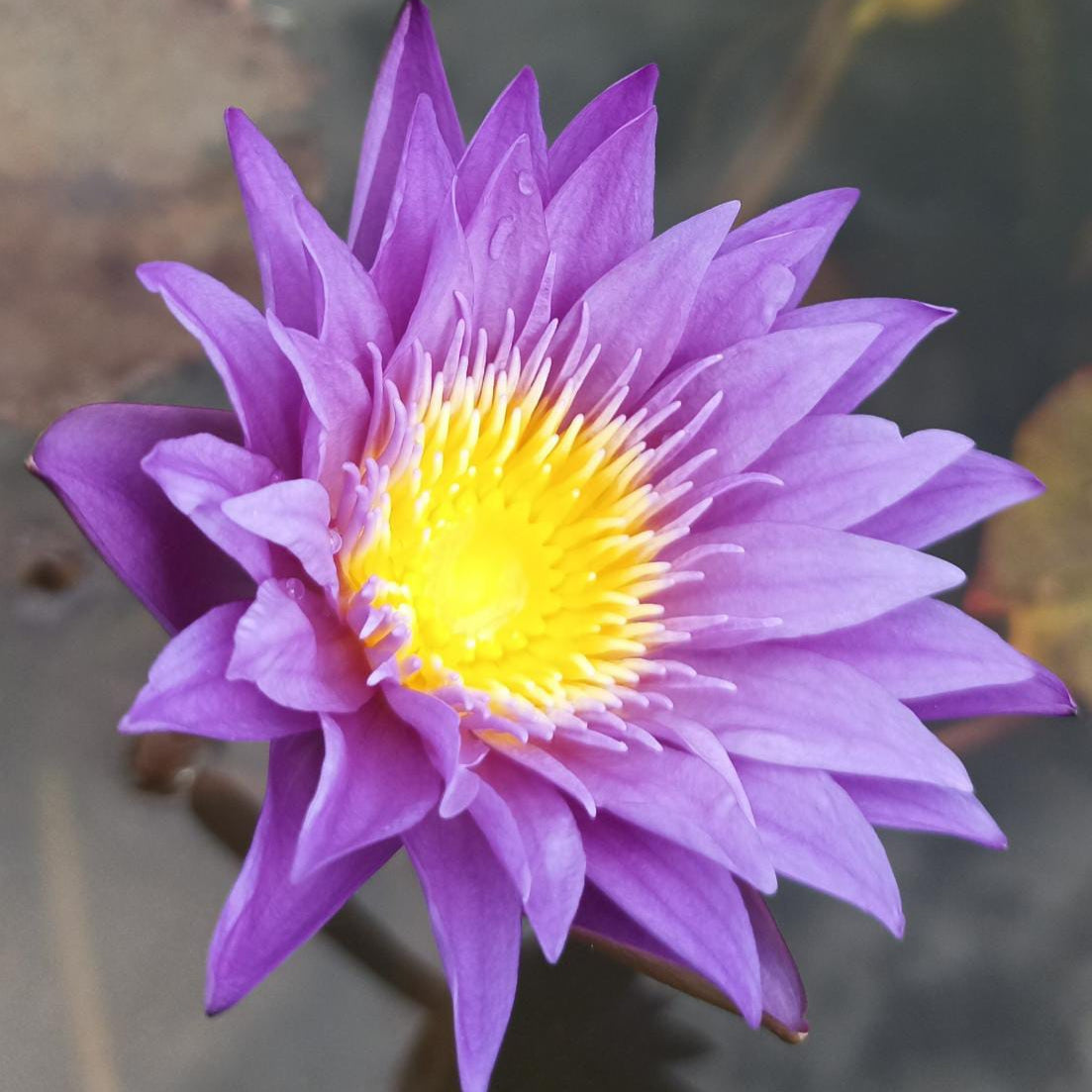 Ultra Violet