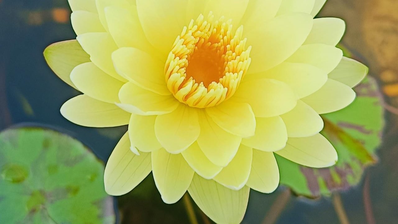 Chanwad