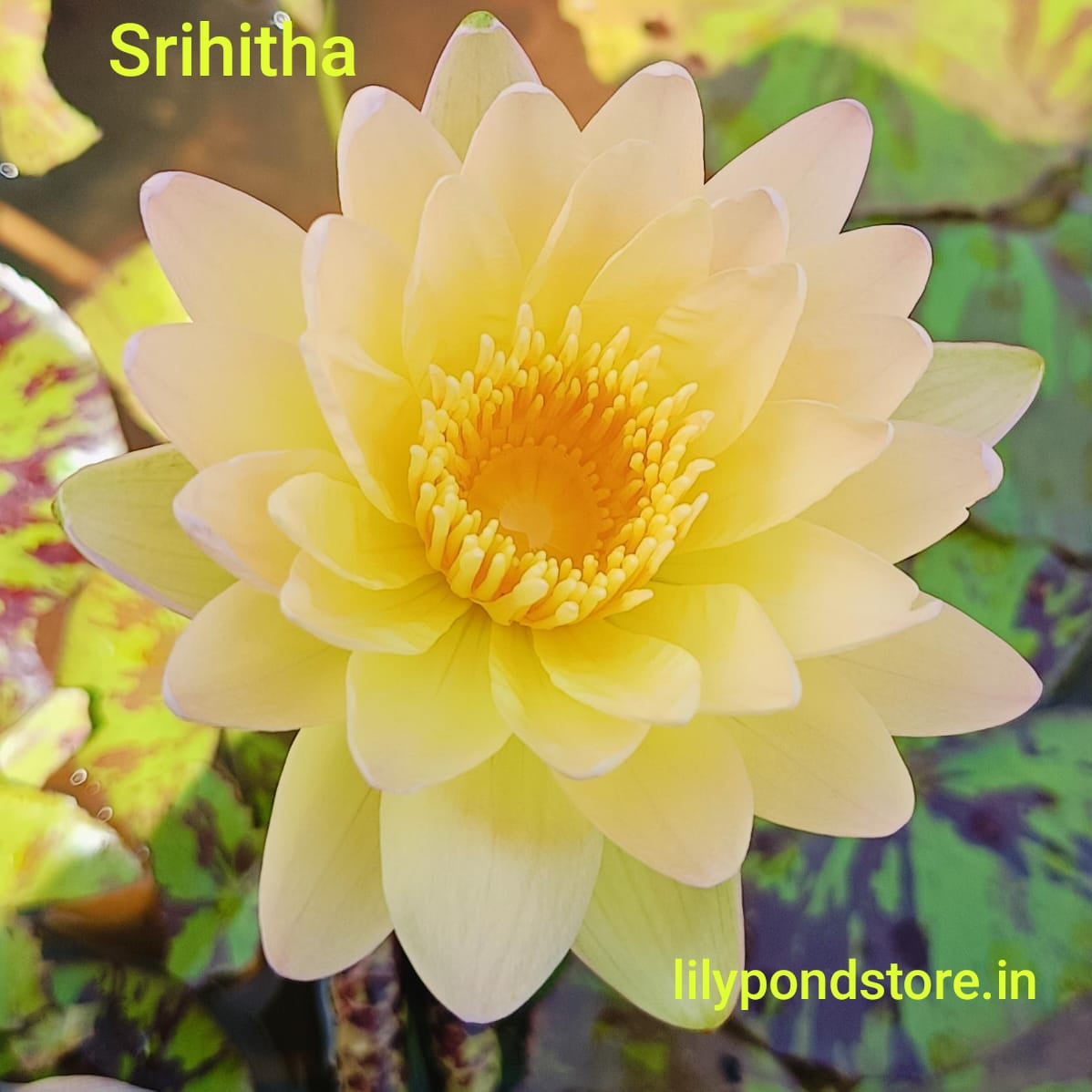 Srihita