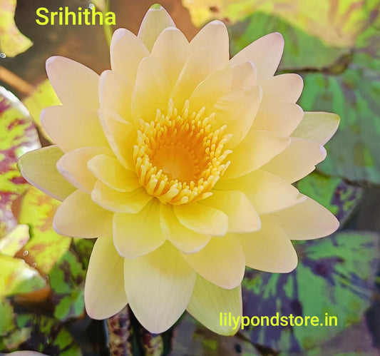 Srihita