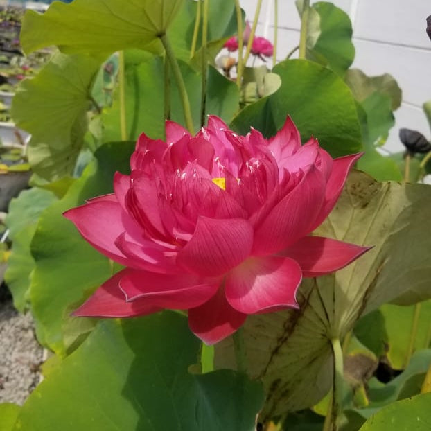 Copy cat- Lotus