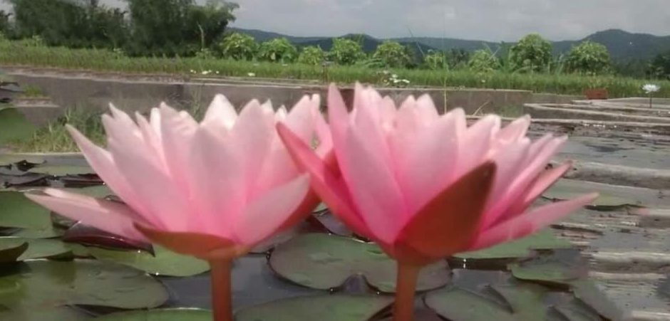 Pink Beauty