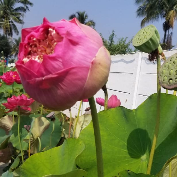 Peak of Pink- Lotus