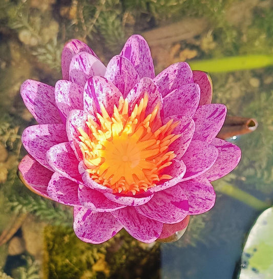 Pink Spot
