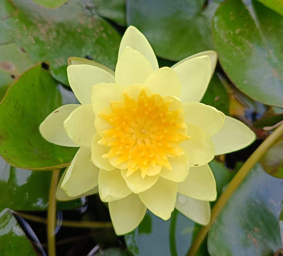 Chromatella