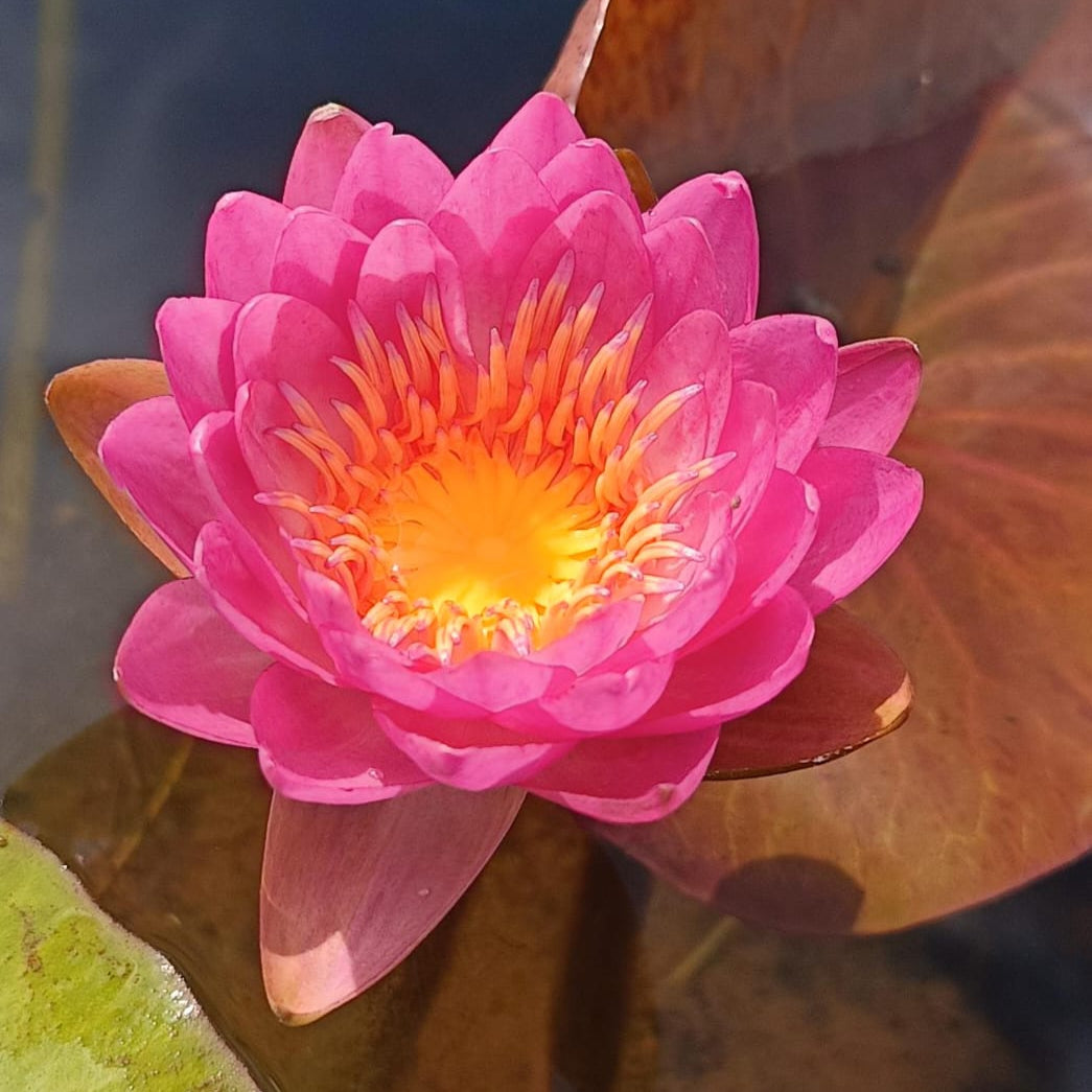 Siam Pink 2