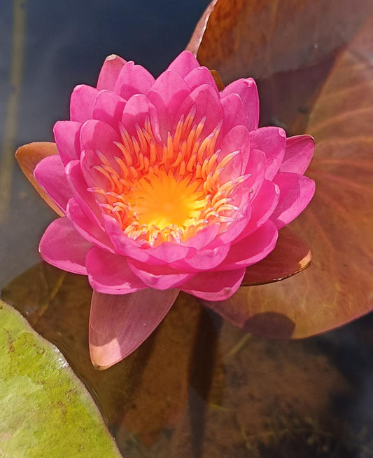 Siam Pink 2