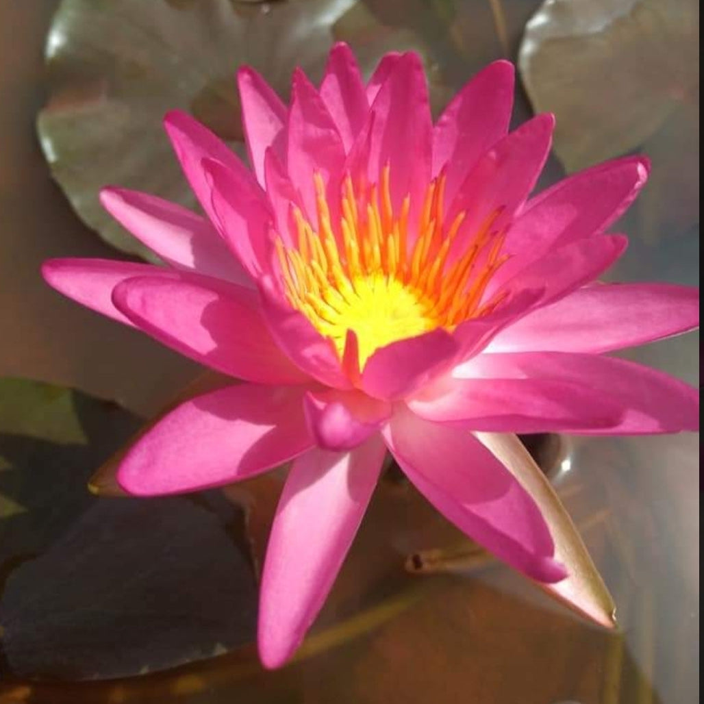 Tropic Star