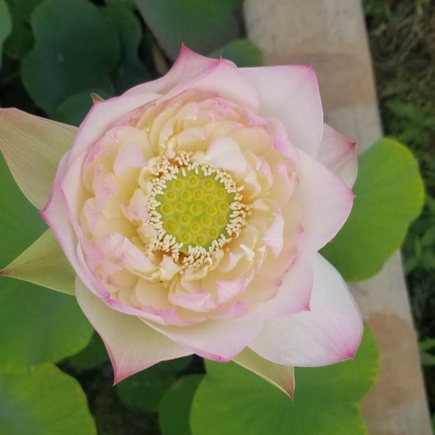 Laung Kanchana-Lotus