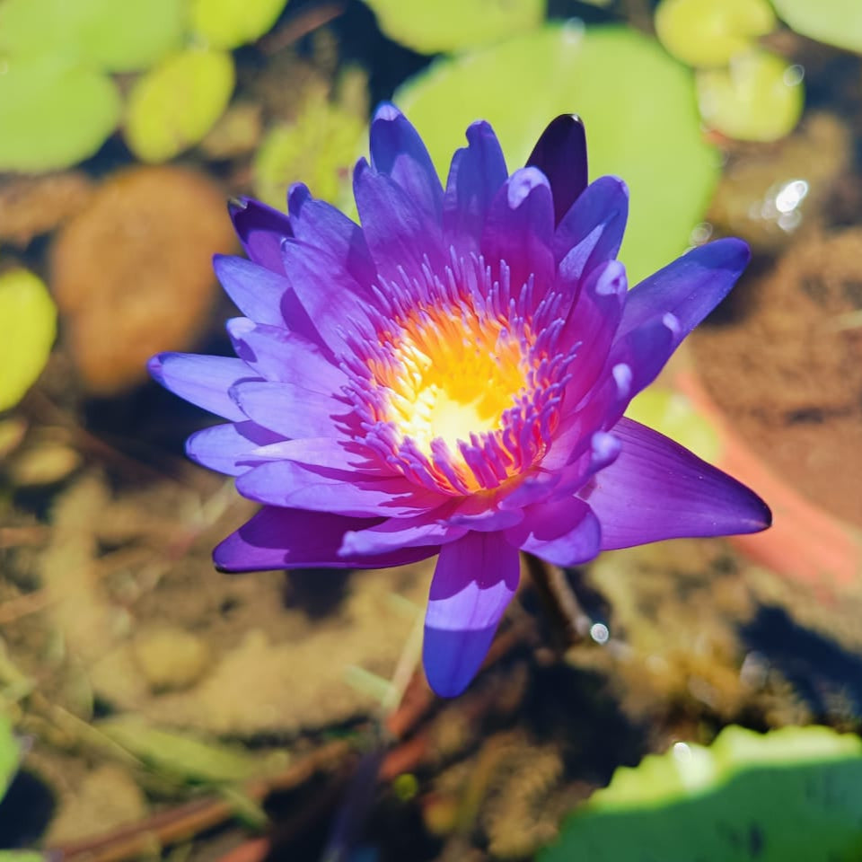 indian lily flower images Indian Blue | Buy water lily in India