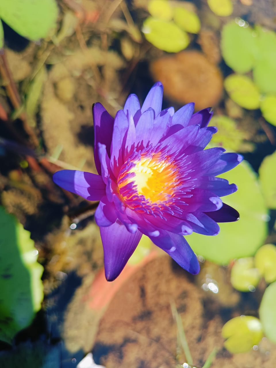Indian Blue