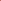 Indian Pink (seedling)