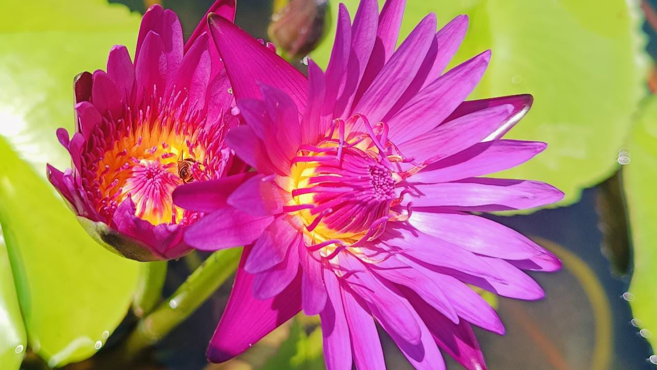 Indian Pink (seedling)