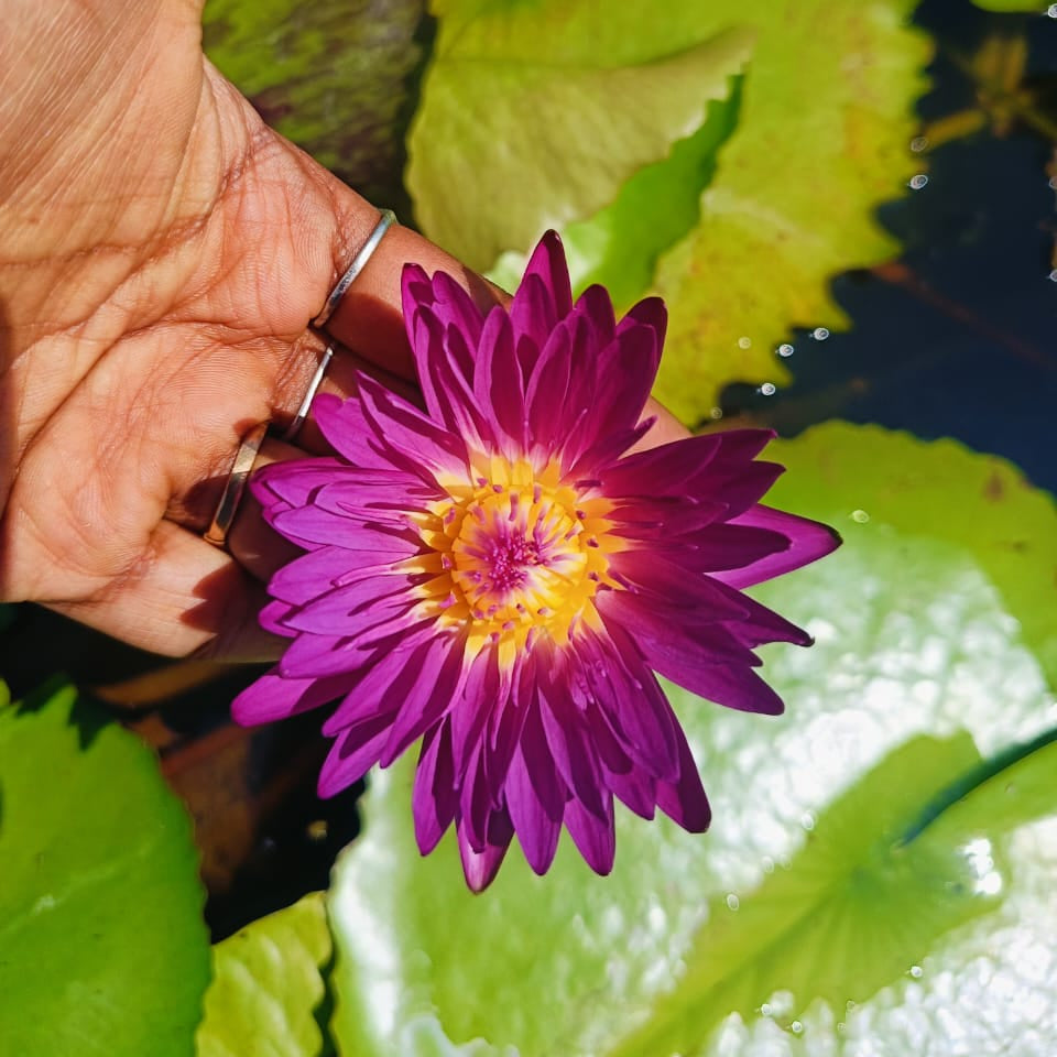 Indian Pink (seedling)