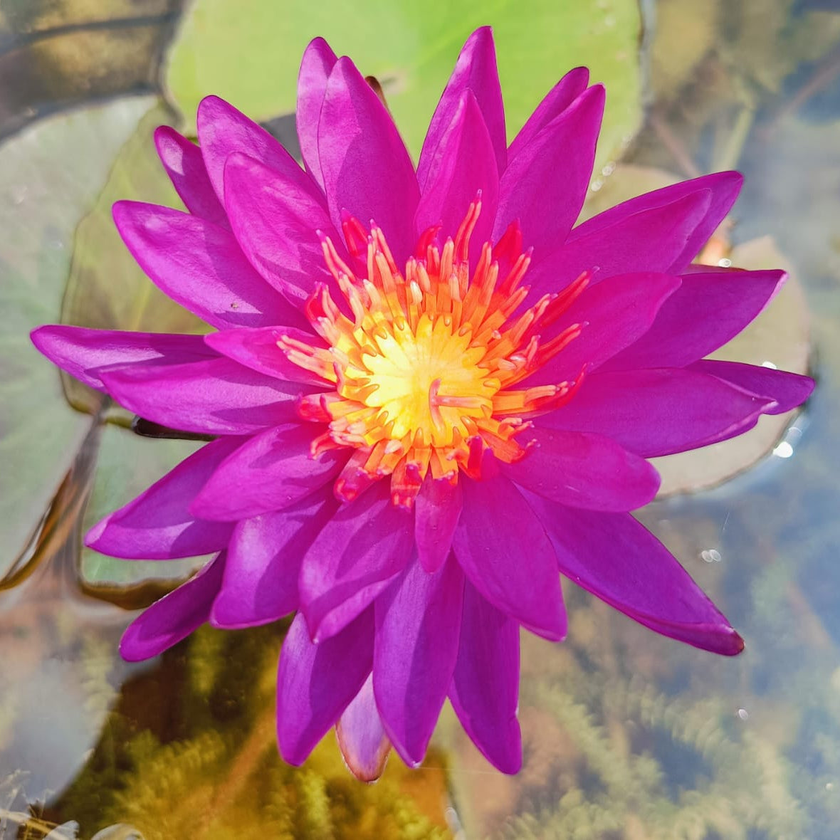 Purple Fantasy