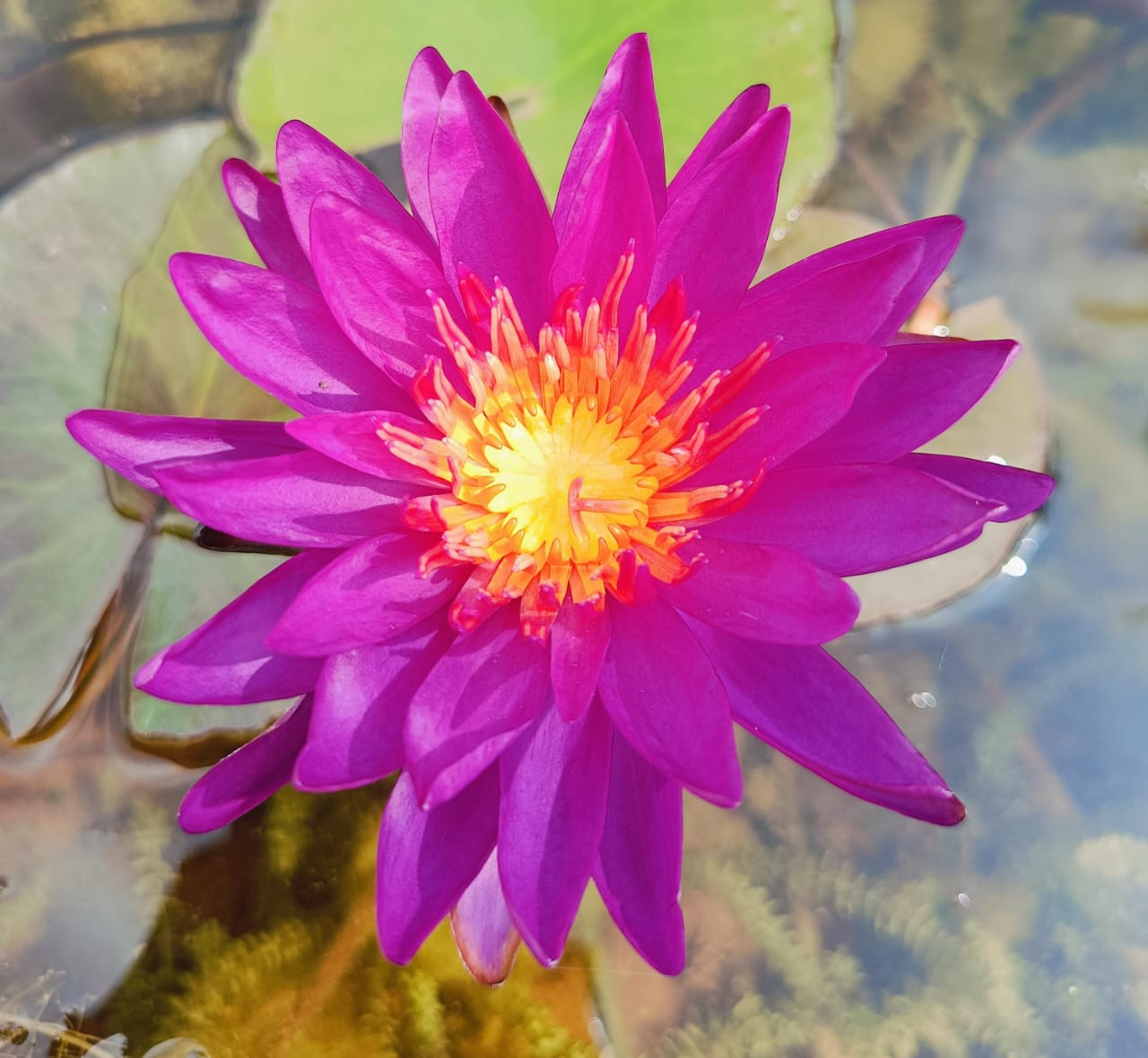 Purple Fantasy