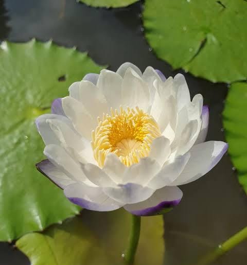 White Immutabilis