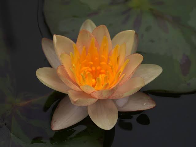 Chrysantha