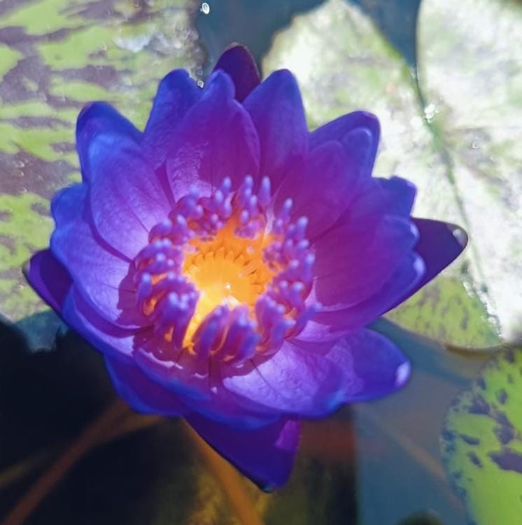 blue spider water lily Blue Spider | Buy water lily in India