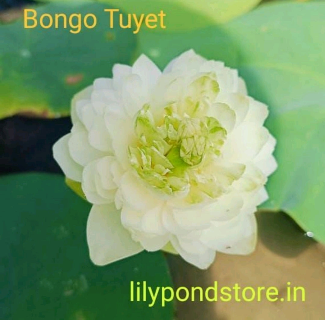Bongo Tuyet