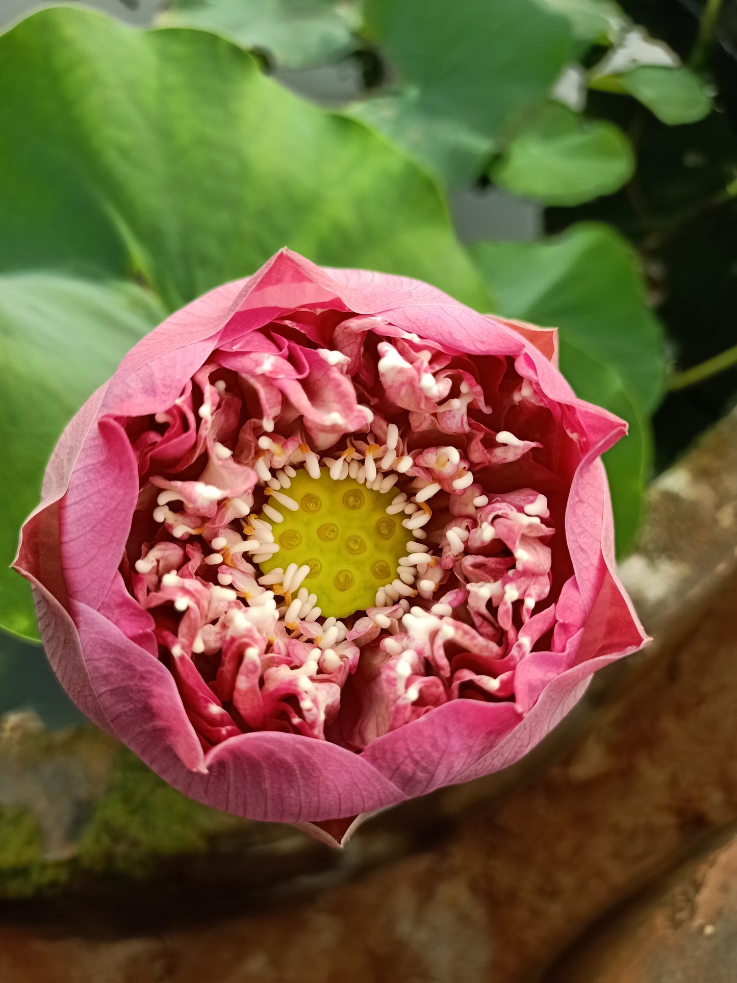 Peak of Pink