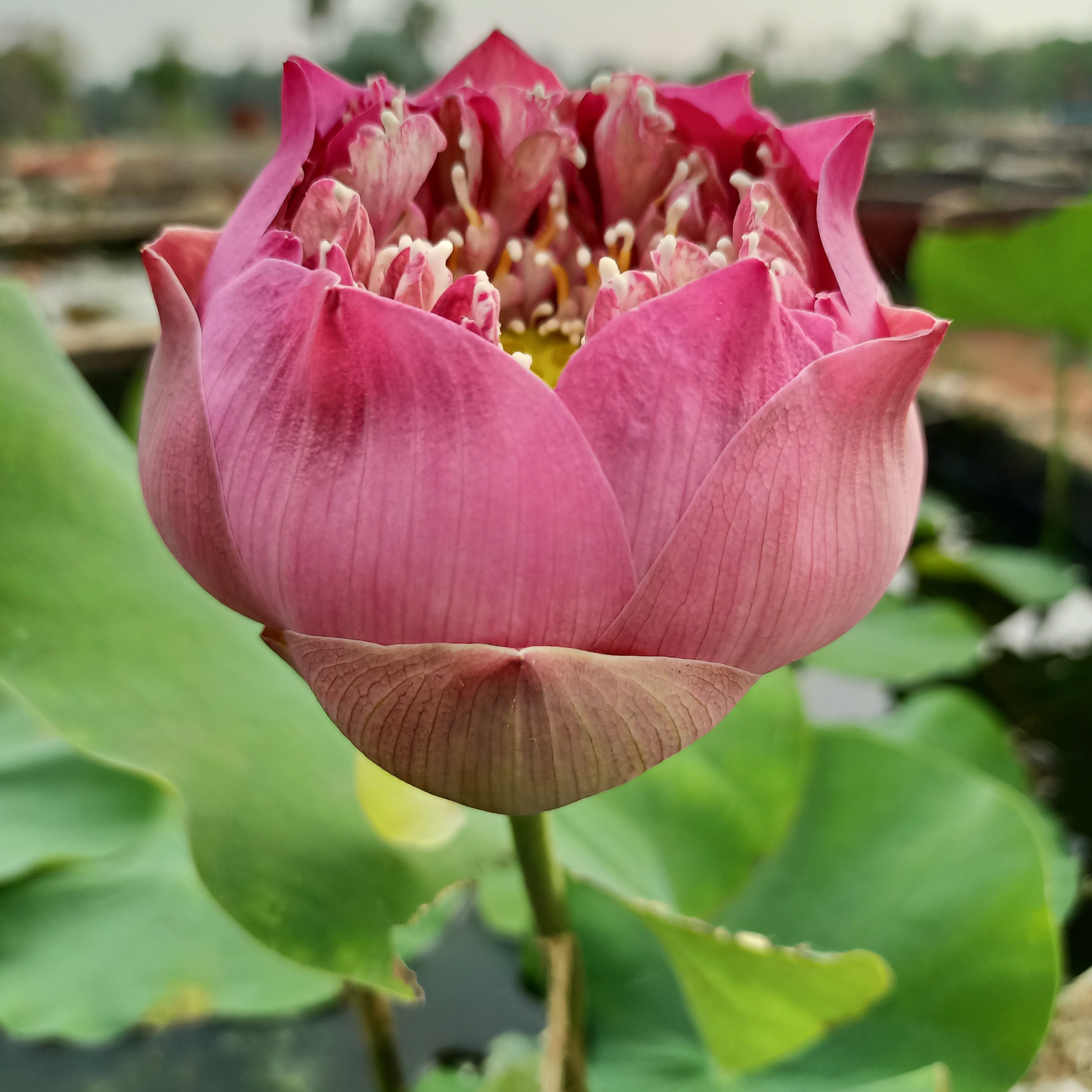 Peak of Pink- Lotus