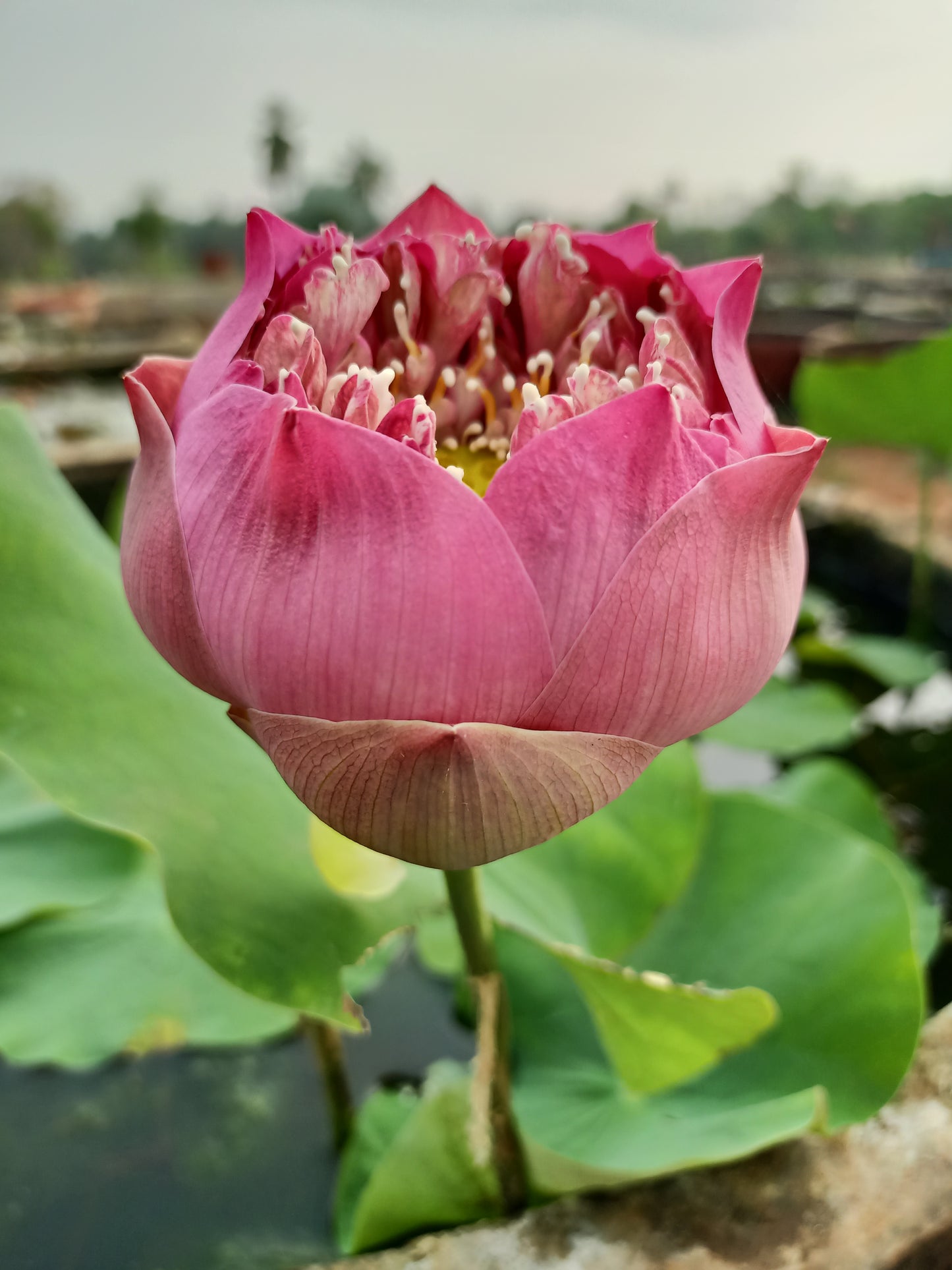 Peak of Pink