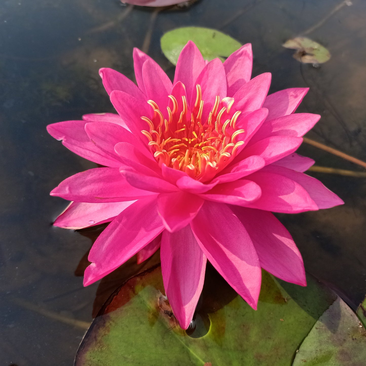 Siam Beauty