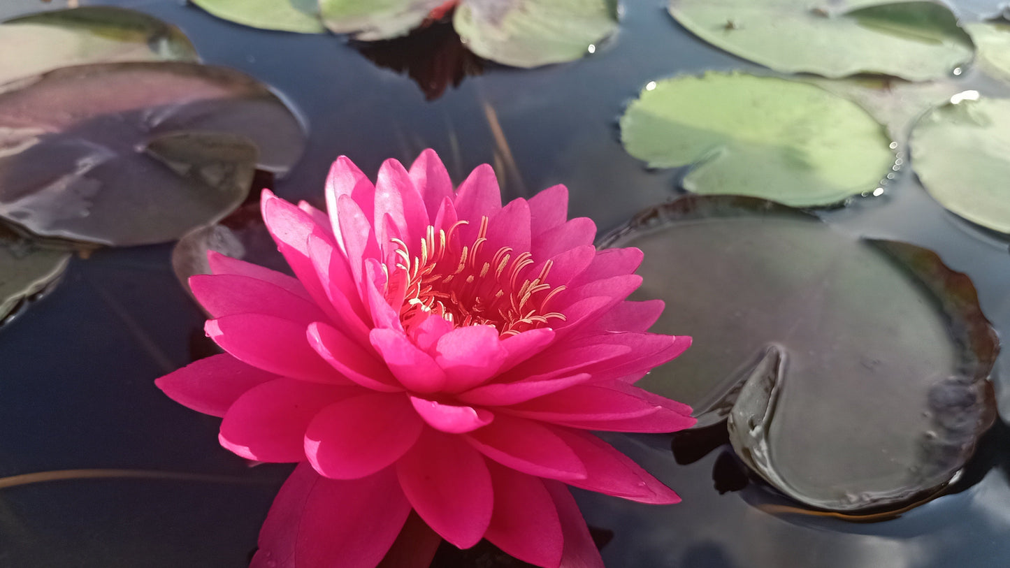 Siam Beauty