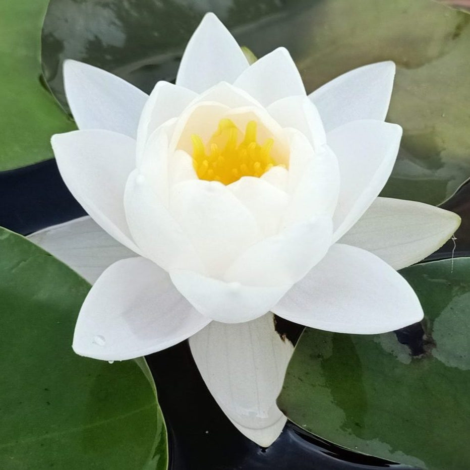 lily jasmine flower Siam Jasmine | Buy water lily in India